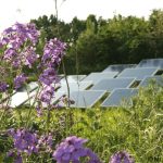 Natuurinclusieve zonneparken