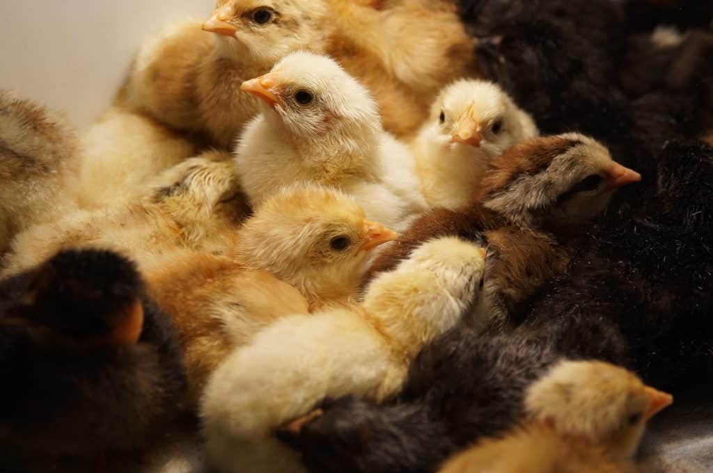 Energieopslag biedt kansen voor pluimveehouders 6 kuikens